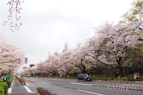 大学通りの桜並木