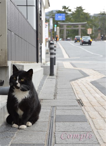 神門通りの猫