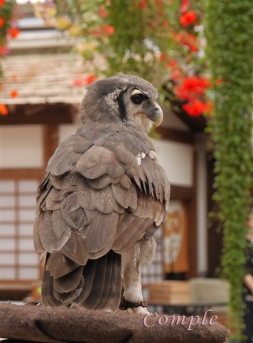 富士花鳥園のフクロウ