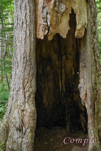 古木の穴
