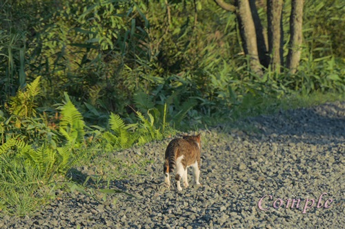 釧路湿原の猫