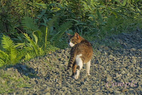 釧路湿原の猫