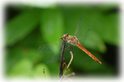赤とんぼ