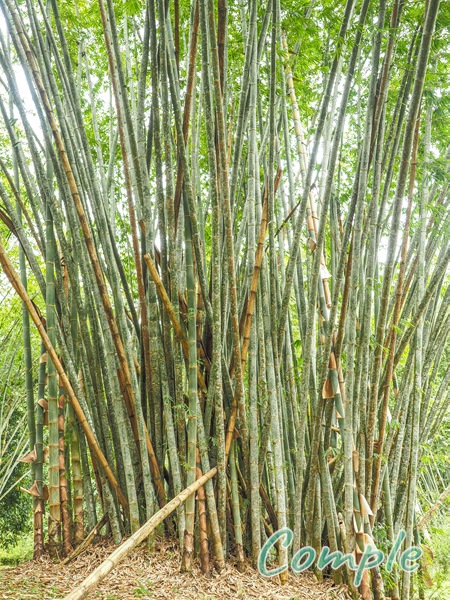 キナバルパーク竹藪