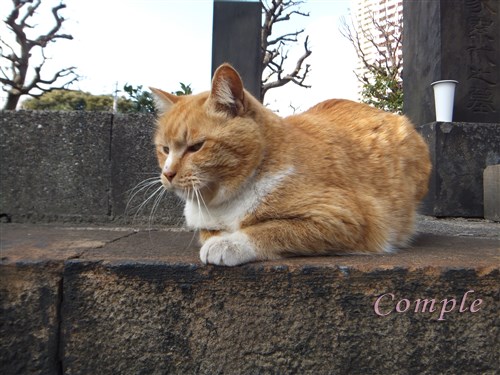谷中霊園猫