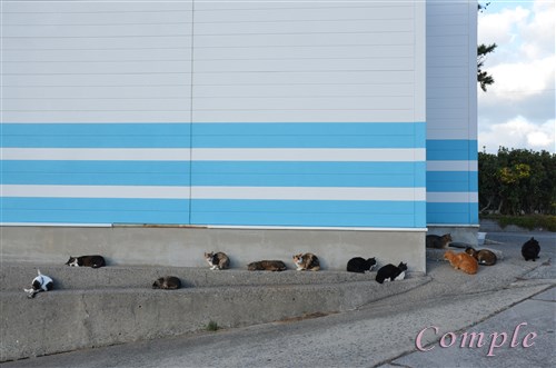池島港の猫