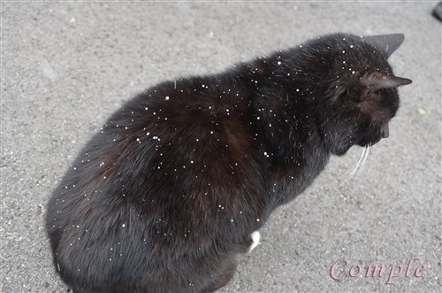 黒猫と雪