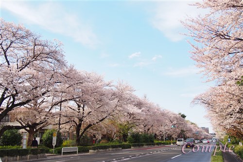 東京都国立市 大学通りの桜並木
