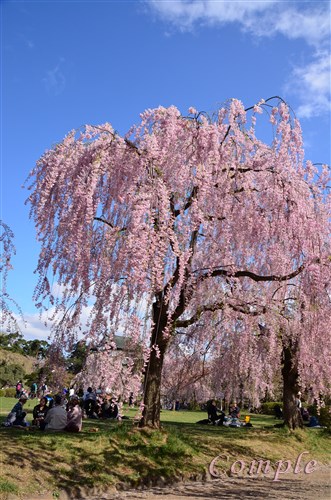 青森旅行 芦野公園と弘前城で桜撮影