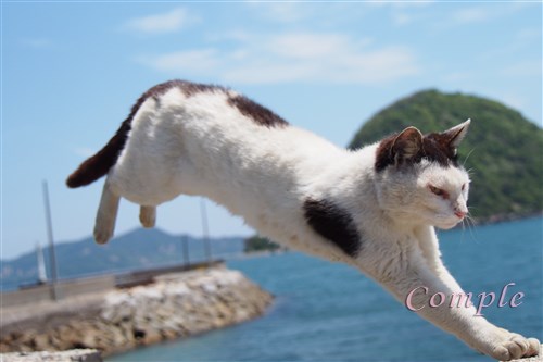 四国半周の旅2 佐柳島は猫天国 パソコンインストラクターの旅と日常ブログ