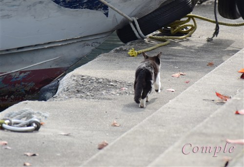 沖島の猫写真