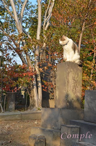 谷中霊園猫