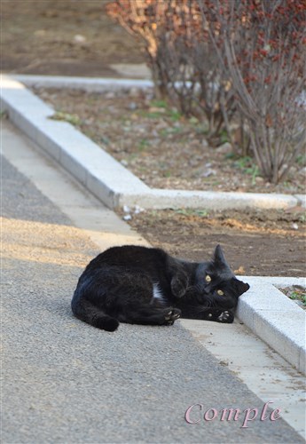 谷中霊園黒猫