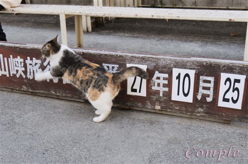 昇仙峡の三毛猫