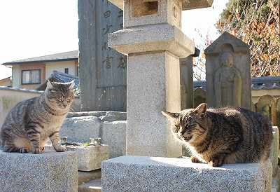 鎌倉 光明寺のちび猫が一句→猫との再会