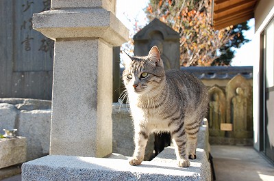 光明寺の猫