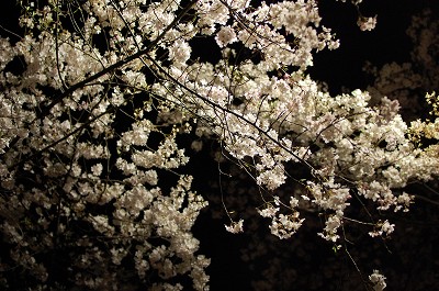 [レポ]春の夜桜写真カメラ教室2010＠東京八王子