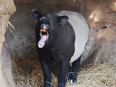 動物園のバク写真 パソコンインストラクターの旅と日常ブログ