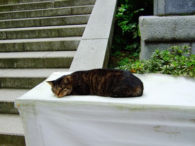 江の島の猫と生き物写真